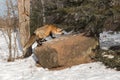 Amber Phase Red Fox Vulpes vulpes Climbs Up on Rock Royalty Free Stock Photo