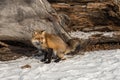 Amber Phase Red Fox Vulpes vulpes Defecates Near Log Winter