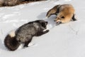 Amber Phase Red Fox Vulpes vulpes and Silver Fox Confrontation