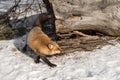 Amber Phase Red Fox Vulpes vulpes Walks Around Log