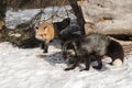 Amber Phase and Silver Fox Vulpes vulpes in Front of Log