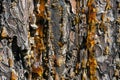 Amber pitch on bark of a brown rough pine trunk. Royalty Free Stock Photo