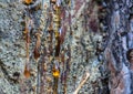Amber pitch on bark of a pine trunk Royalty Free Stock Photo