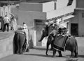 Amer Fort or Amber Fort. Decorated elephants