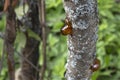 Amber resin drop, amber pitch on plum tree with grey moss. Royalty Free Stock Photo