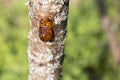 Amber resin drop on plum tree with grey moss