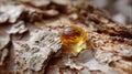 Amber resin drop on tree bark in sunlit forest environment Royalty Free Stock Photo