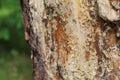 Amber resin on the trunk of a coniferous tree Royalty Free Stock Photo