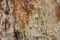 Amber resin on the trunk of a coniferous tree Royalty Free Stock Photo