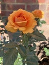 Amber Roses