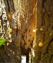 Amber Sap on Cypress Leylandii