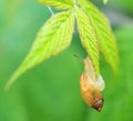 Amber Snail Hanging On Royalty Free Stock Photo