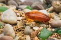 Amber stone. Mineral amber. Rosin yellow amber. Sunstone on a beach of pebbles. Royalty Free Stock Photo