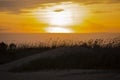 Amber Sunset with Windblown Reeds on Dune Royalty Free Stock Photo