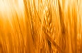 Amber Symphony: Embracing the Majesty of Ripening Wheat