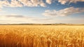 Amber waves of grain - America\'s golden fields of wheat Royalty Free Stock Photo