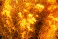 Amber waves of grain or saw grass glowing in the sun Royalty Free Stock Photo