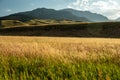 Amber Waves of Grasses in Field below Yellowstone Mountains