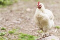 Amber white chicken Royalty Free Stock Photo
