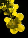 Amber wine grapes Royalty Free Stock Photo