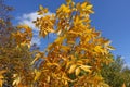 Amber yellow autumnal foliage of Fraxinus pennsylvanica against blue sky