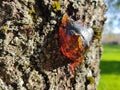 Amber-yellow drop of resin. Resin on a tree in the garden Royalty Free Stock Photo