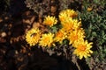 Amber yellow flowers of Chrysanthemum