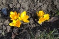 6 amber yellow flowers of crocuses