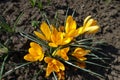 Amber yellow flowers of crocuses in March