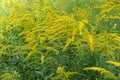 Amber yellow flowers of Solidago canadensis