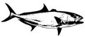 Amberjack fish vector