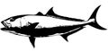 Amberjack fish - vector