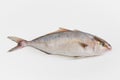 Amberjack Seriola dumerili on white background Royalty Free Stock Photo