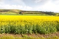 Amberley canola Royalty Free Stock Photo