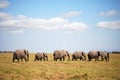 Ambesoli Elephants in Line Royalty Free Stock Photo