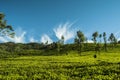 Ambewela, Nuwara Eliya Sri Lanka