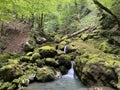 Ambience of a creek Curak in the significant landscape Green whirpool - Croatia / Ambijent potoka Curak u znaÃÂajnom krajoliku