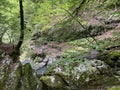 Ambience of a creek Curak in the significant landscape Green whirpool - Croatia / Ambijent potoka Curak u znaÃÂajnom krajoliku