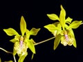 Ambiguous Encyclia Orchid Royalty Free Stock Photo