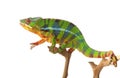 Ambilobe Panther Chameleon