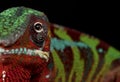 Ambilobe panther chameleon on a black background