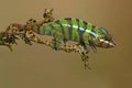 Ambilobe Panther Chameleon, Furcifer pardalis