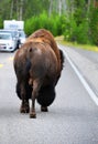 Ambling Down Yellowstone Road
