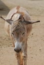Ambling Shaggy Wild Donkey in Aruba