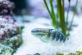 Amblygobius phalaena - Banded goby Royalty Free Stock Photo