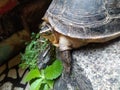 Amboina Box Turtle Royalty Free Stock Photo