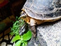 Amboina Box Turtle Royalty Free Stock Photo