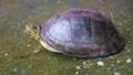 Amboina Box Turtle on concrete. Royalty Free Stock Photo
