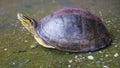 Amboina Box Turtle on concrete. Royalty Free Stock Photo