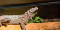 Amboina sail fin lizard head in closeup, iguana laying on a branch, tropical reptile from indonesia